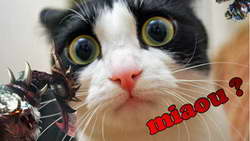 TACO сбил цену Brent